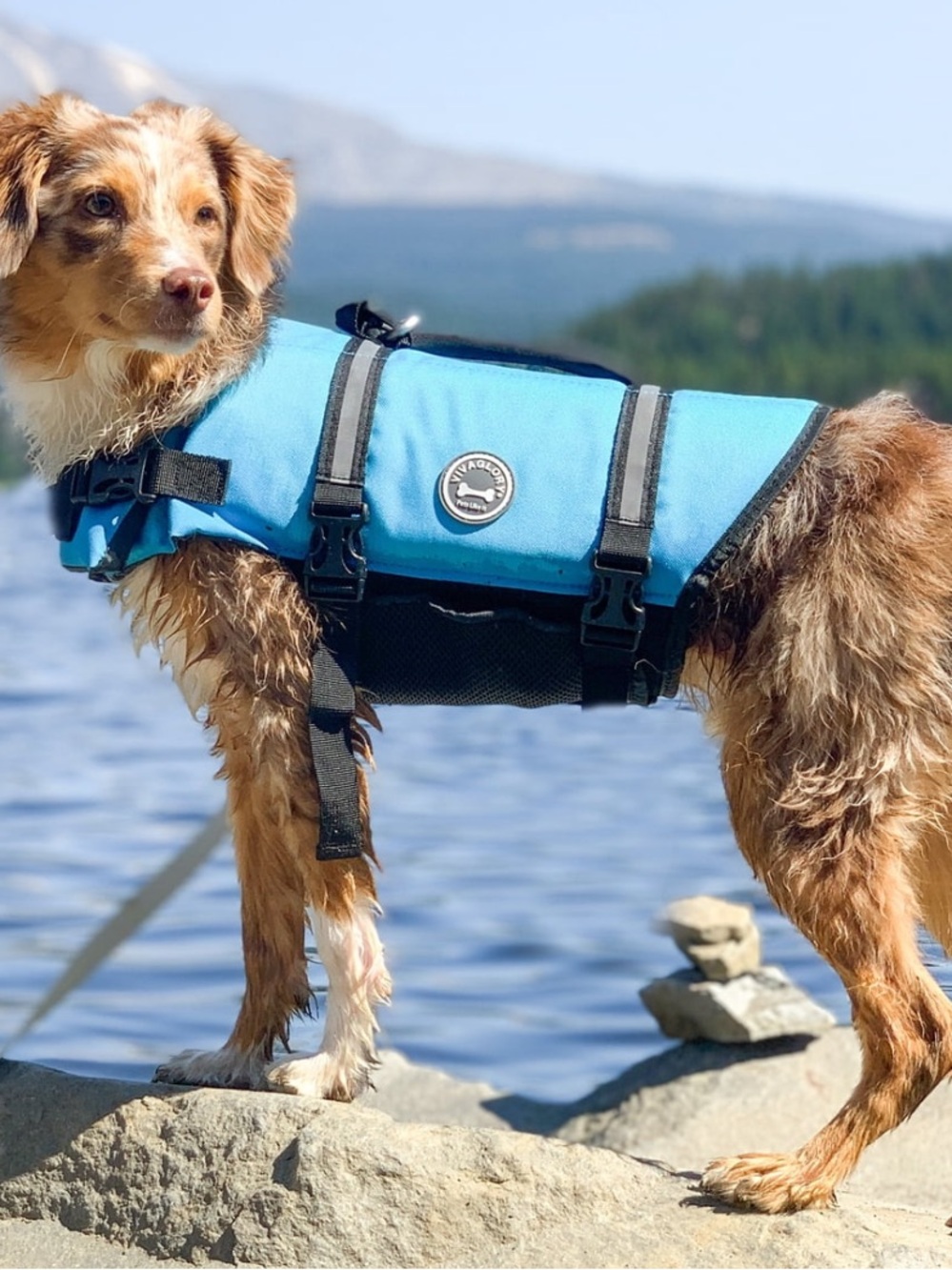 Blue Life Jacket for dogs Size L NWT